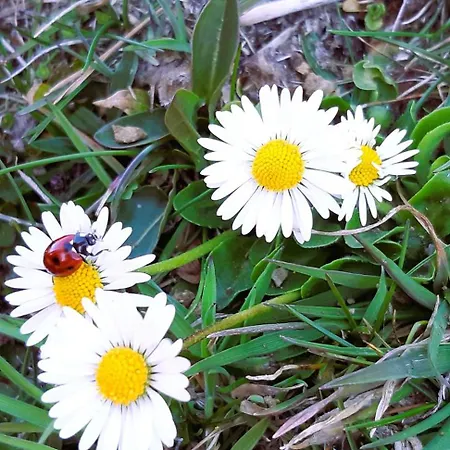 팜스테이 Organic Tourist Farm Gradisnik *