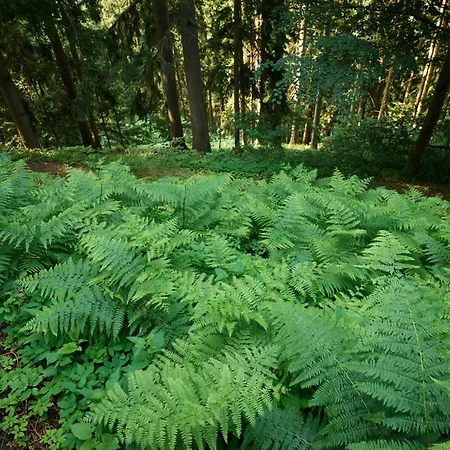 Peaceful Countryside Apartments Gradišnik Complete Silence *