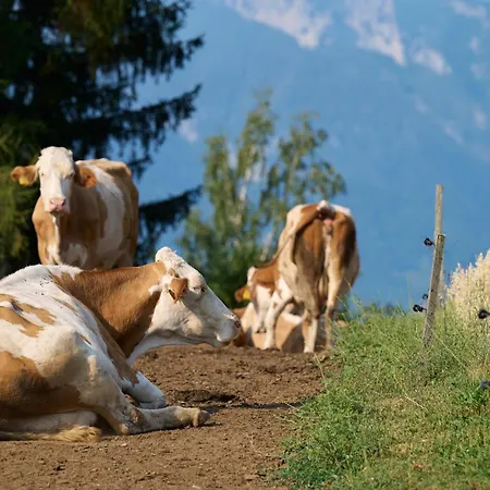 Peaceful Countryside Apartments Gradišnik Complete Silence Smještaj na farmi