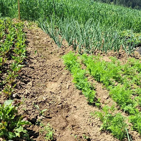 Peaceful Countryside Apartments Gradišnik Complete Silence Smještaj na farmi