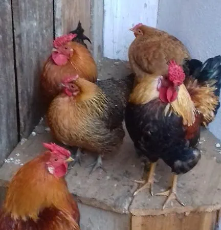 مزرعة للإقامة Organic Tourist Farm Gradisnik
