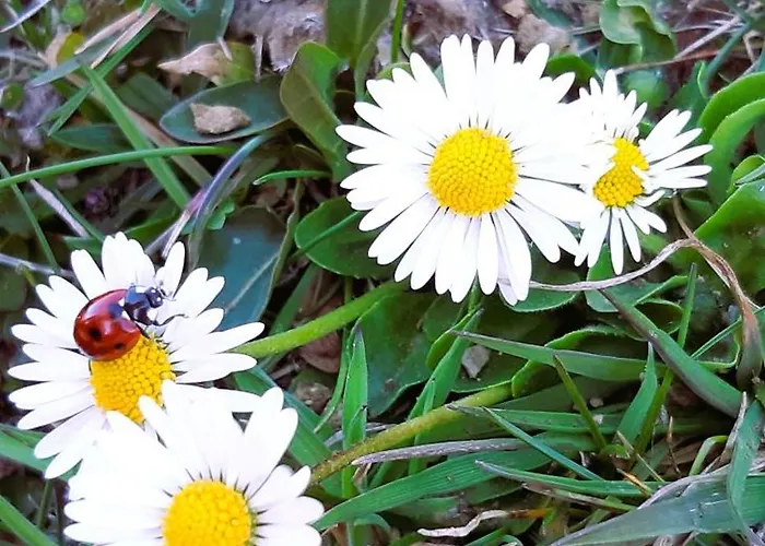 Bivanje na kmetiji Farm Gradisnik Peaceful Countryside With Homemade Breakfast *